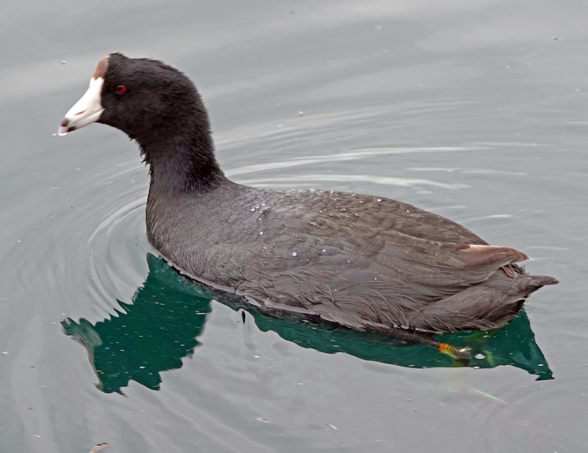 Indianerblässhuhn - ML651179467