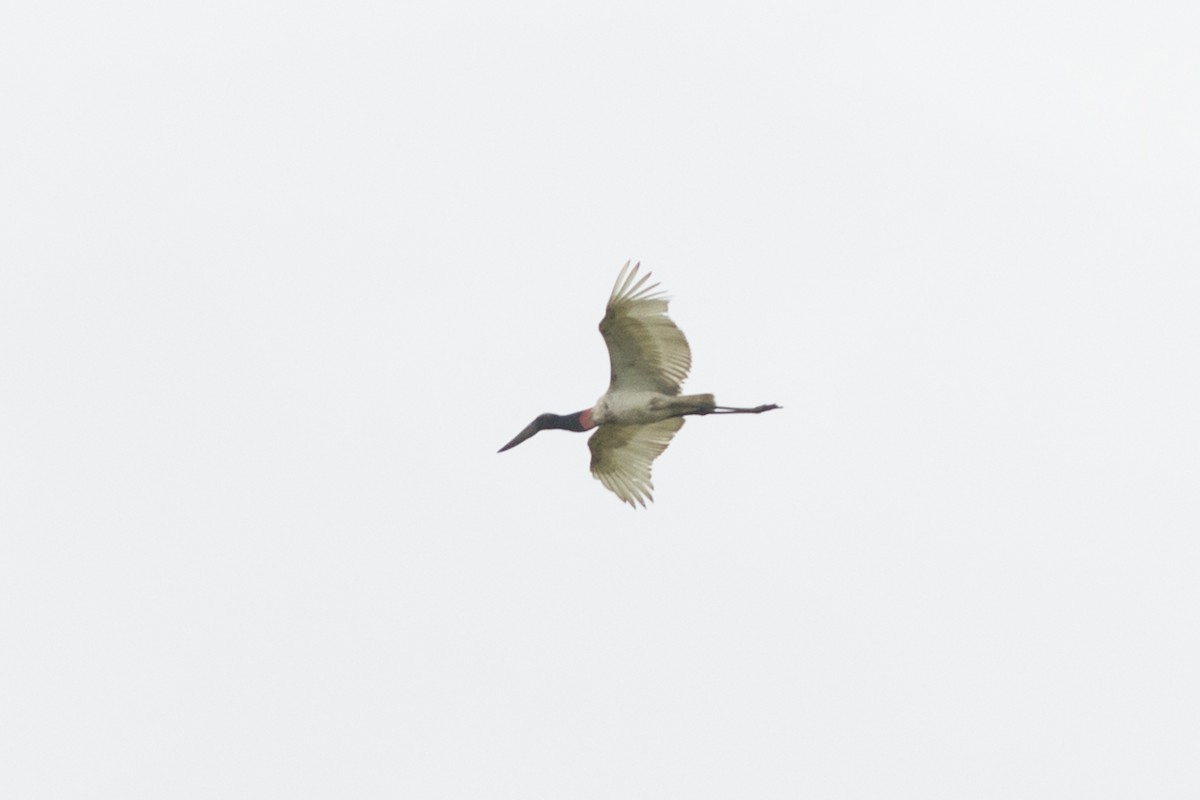Jabiru - ML65117951