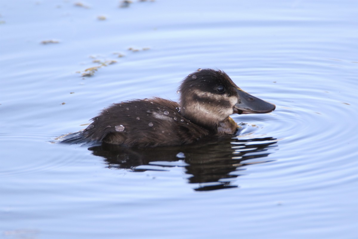 Ruddy Duck - Sean Evans