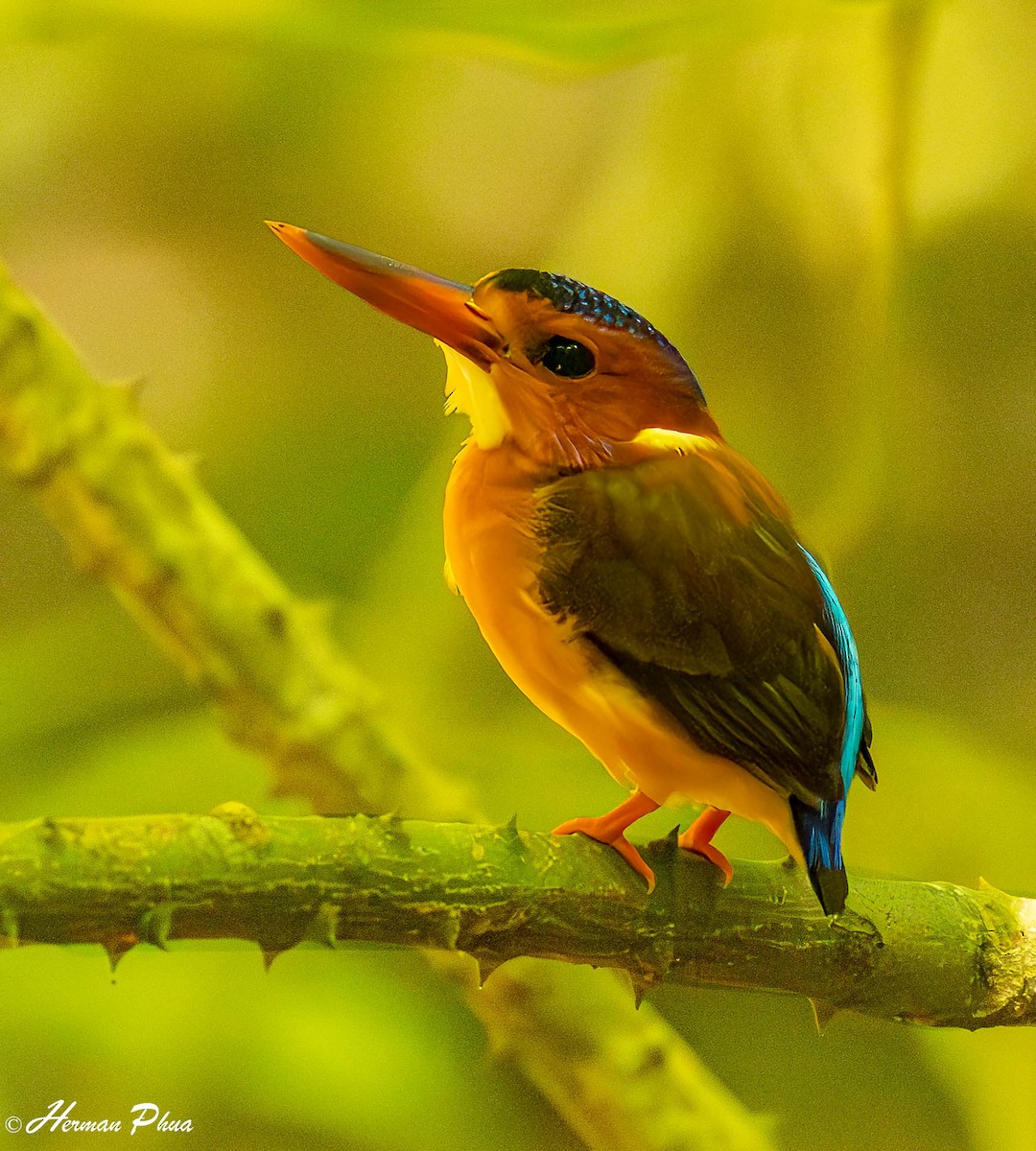 Sulawesi Dwarf-Kingfisher - ML651180266