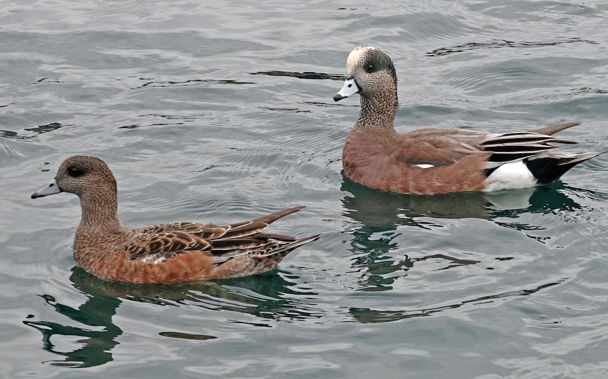 Kanadapfeifente - ML651180275