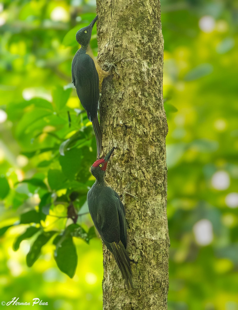 Ashy Woodpecker - ML651180279