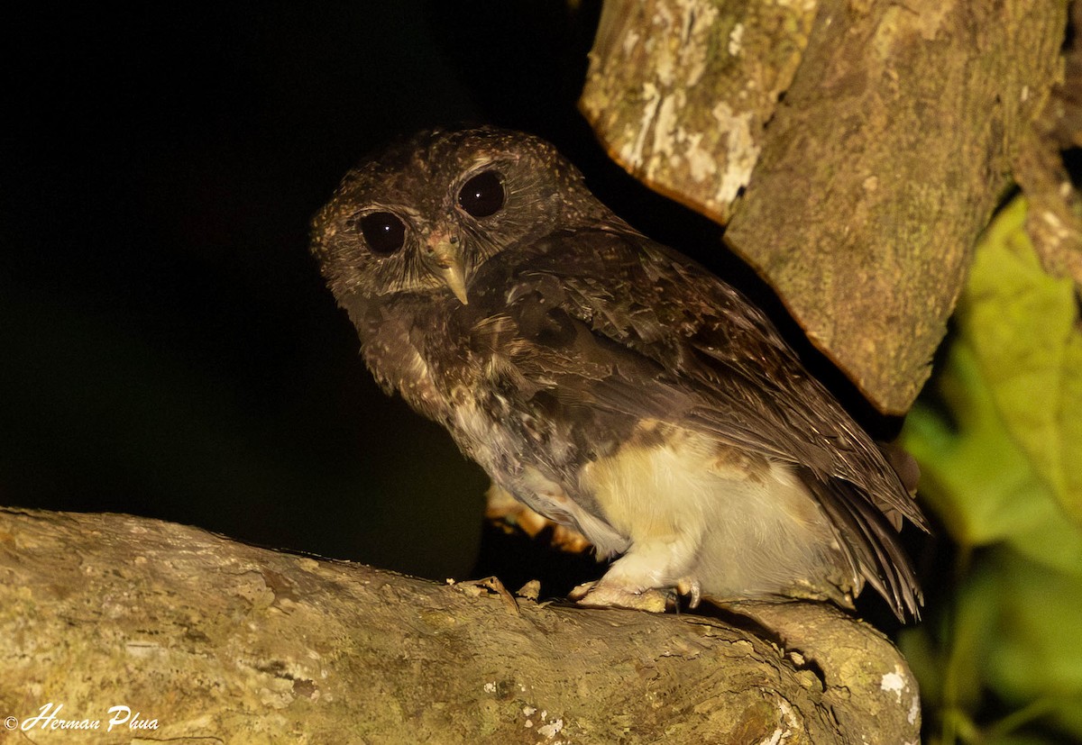 Speckled Boobook - ML651180337