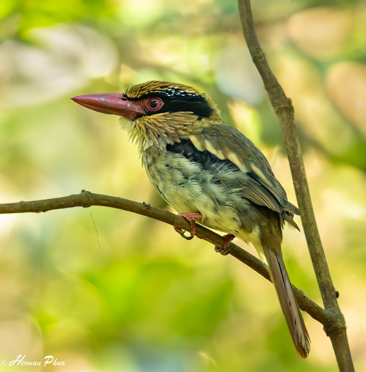 Sulawesi Lilac Kingfisher - ML651180343