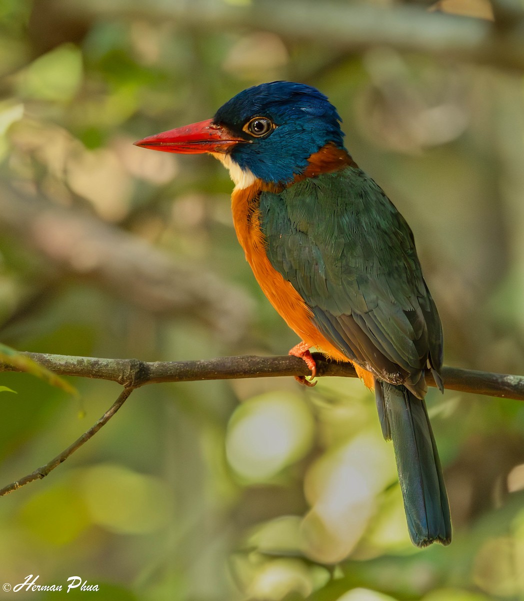 Green-backed Kingfisher (Blue-headed) - ML651180352