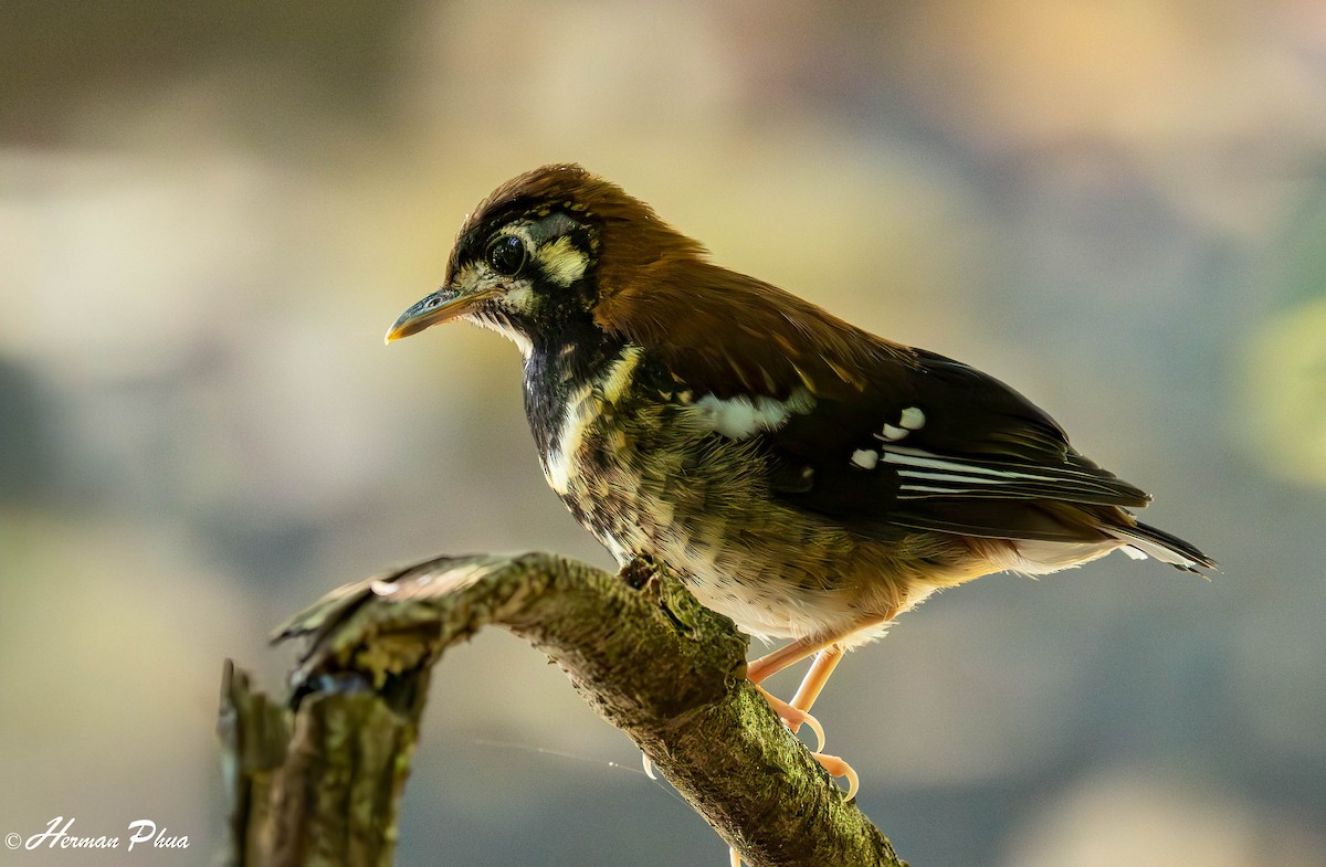 Rusty-backed Thrush - ML651180365