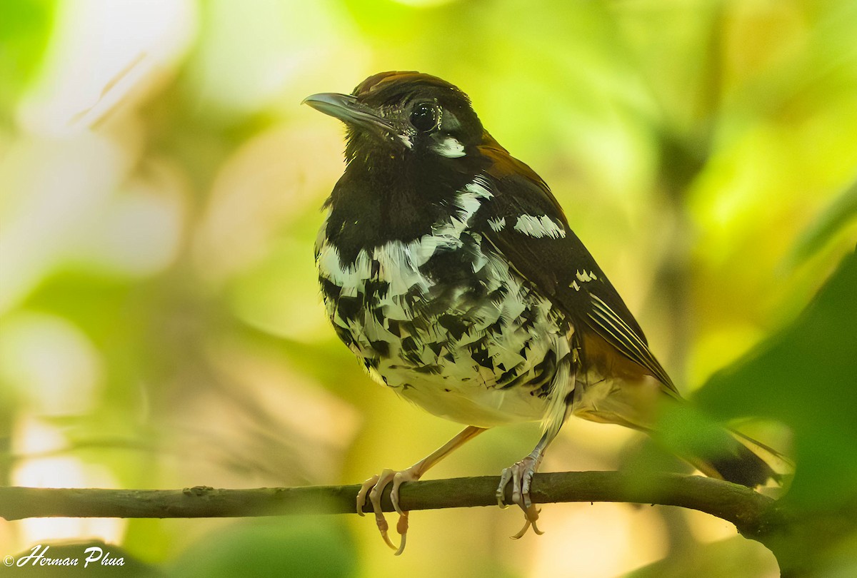 Rusty-backed Thrush - ML651180366