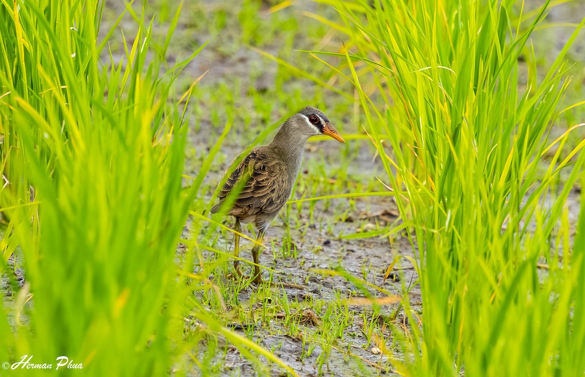 White-browed Crake - ML651180410