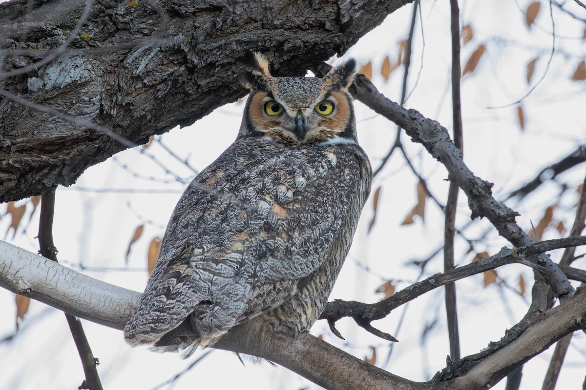 Grand-duc d'Amérique - ML651180450