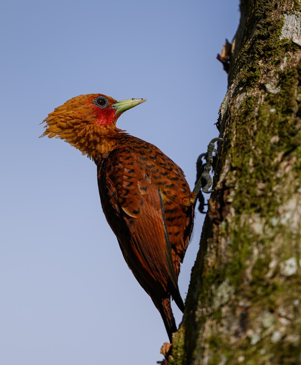 Chestnut-colored Woodpecker - ML651180764