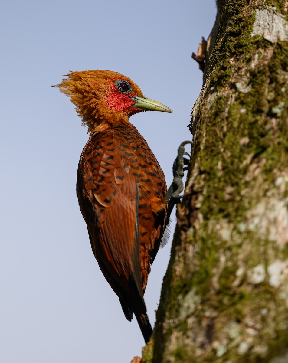 Chestnut-colored Woodpecker - ML651180765