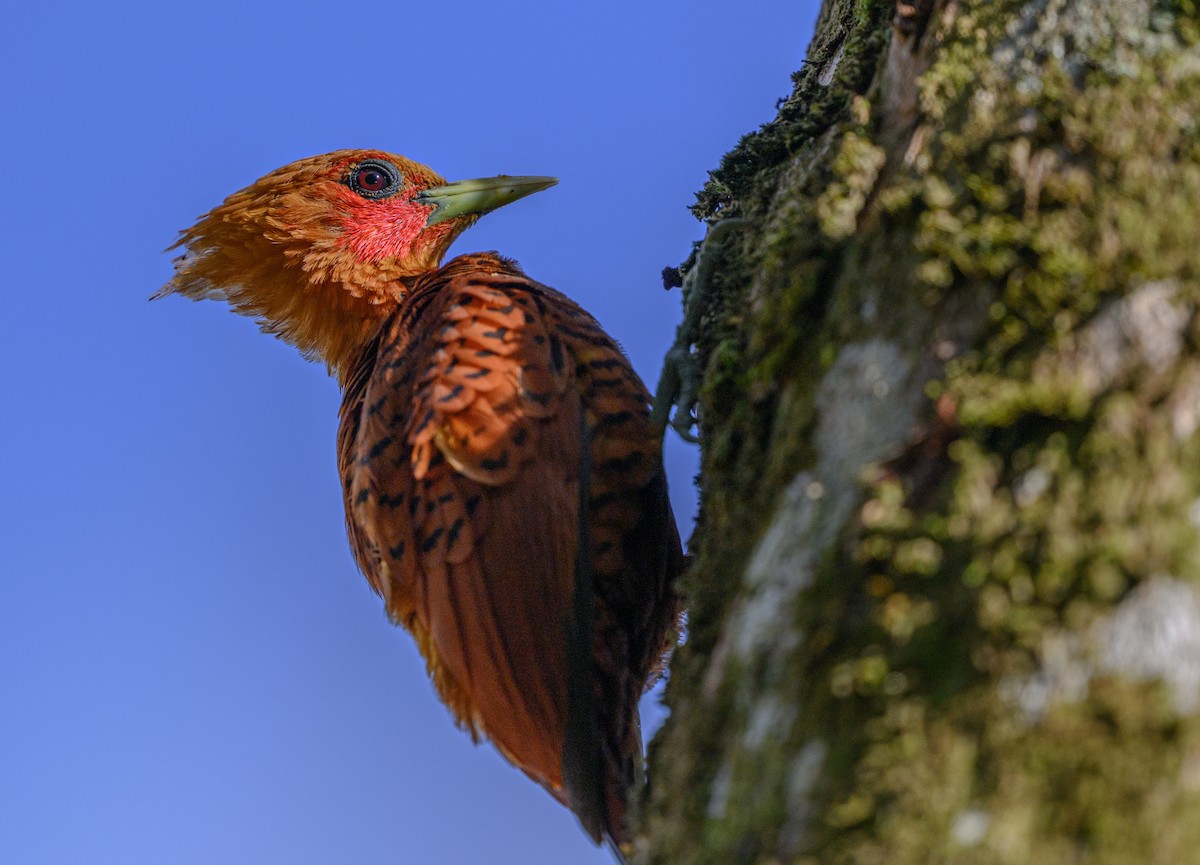 Chestnut-colored Woodpecker - ML651180766