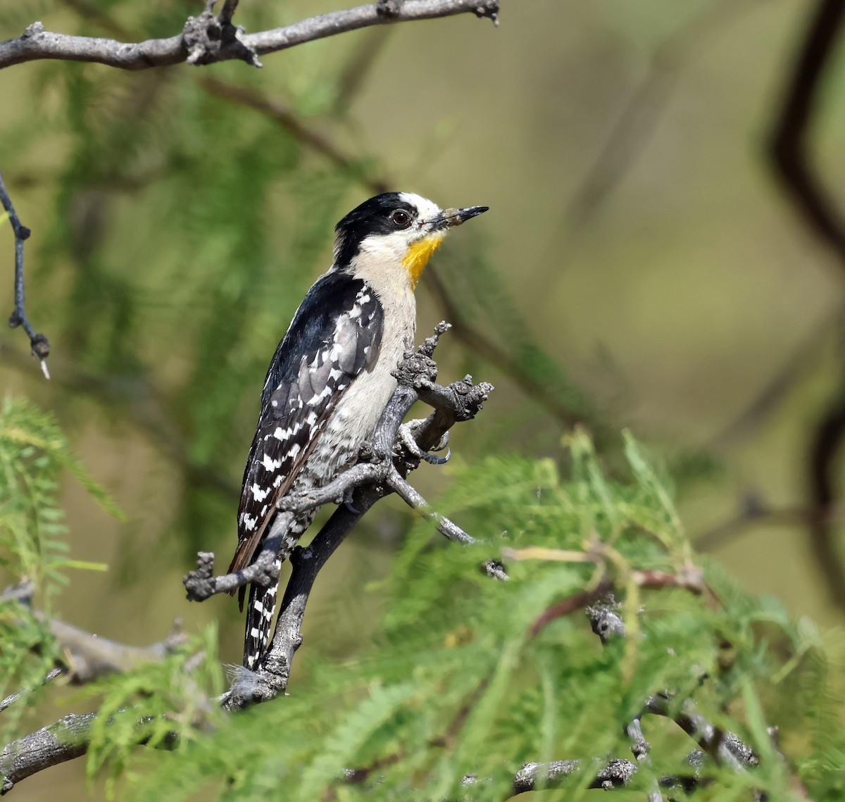 White-fronted Woodpecker - ML651181297
