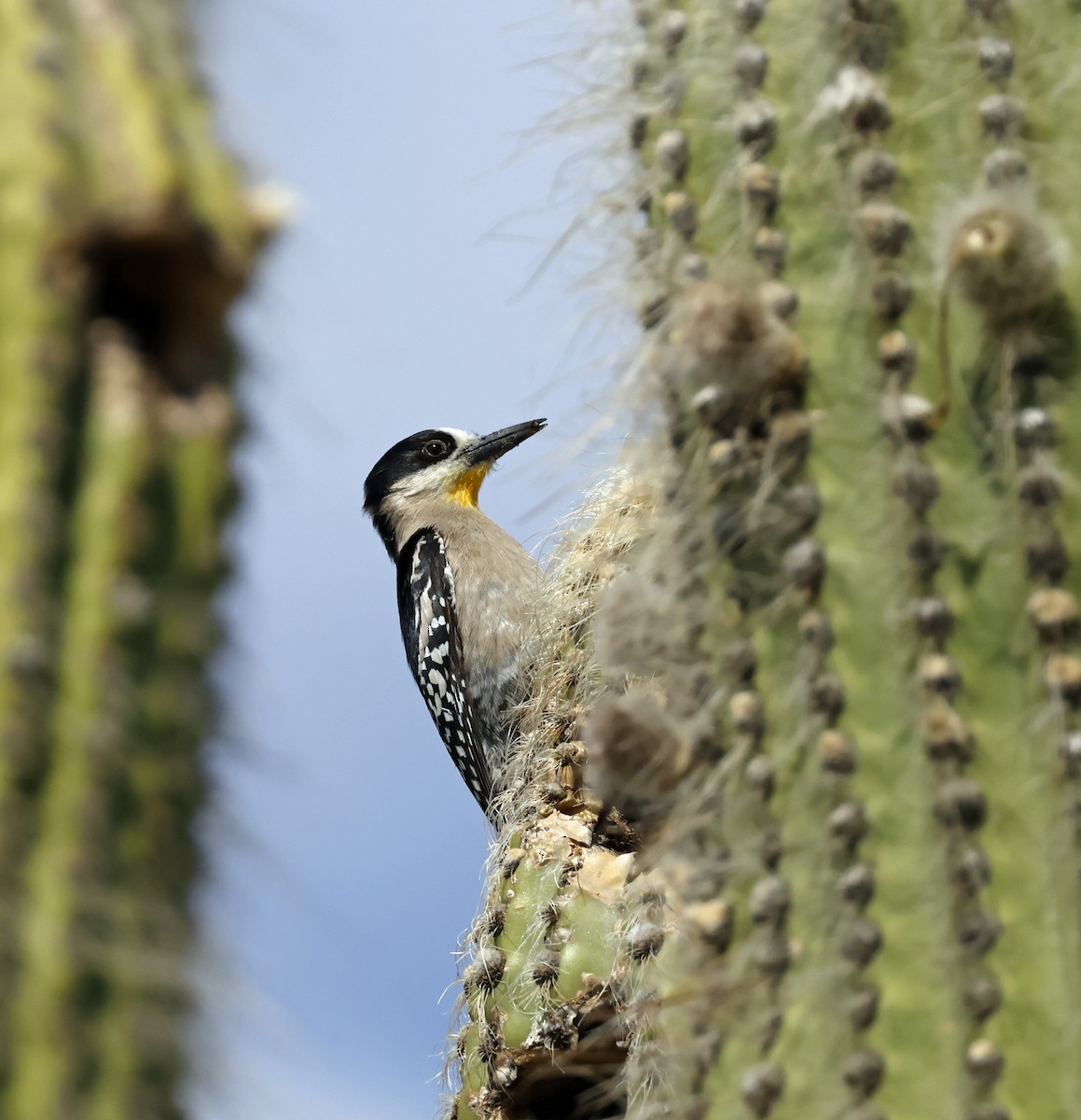 White-fronted Woodpecker - ML651181298