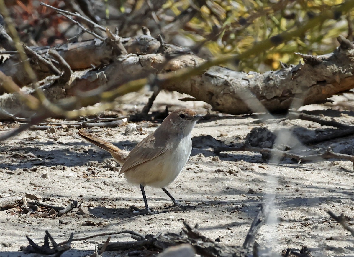Sandy Gallito - ML651181302