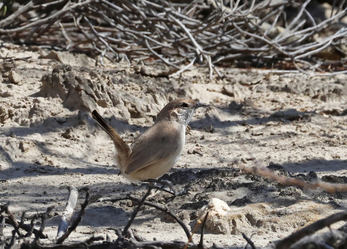 Sandy Gallito - ML651181303