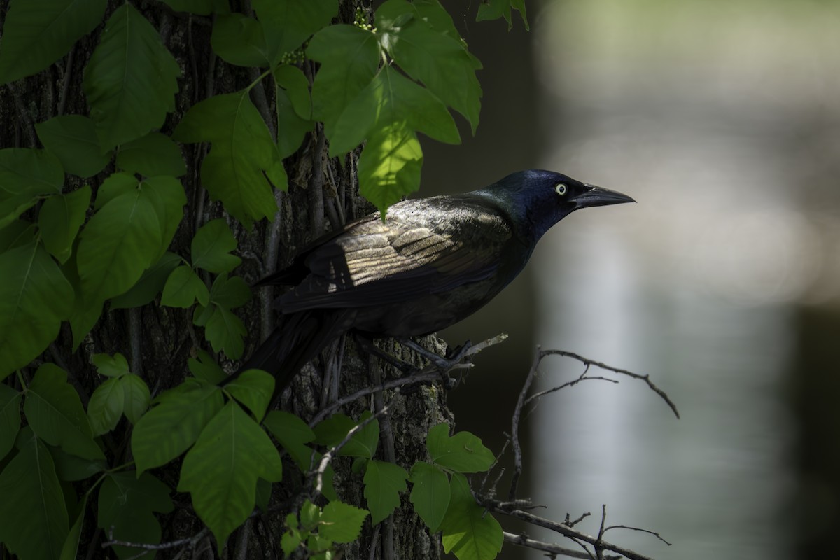 Common Grackle - ML651181619