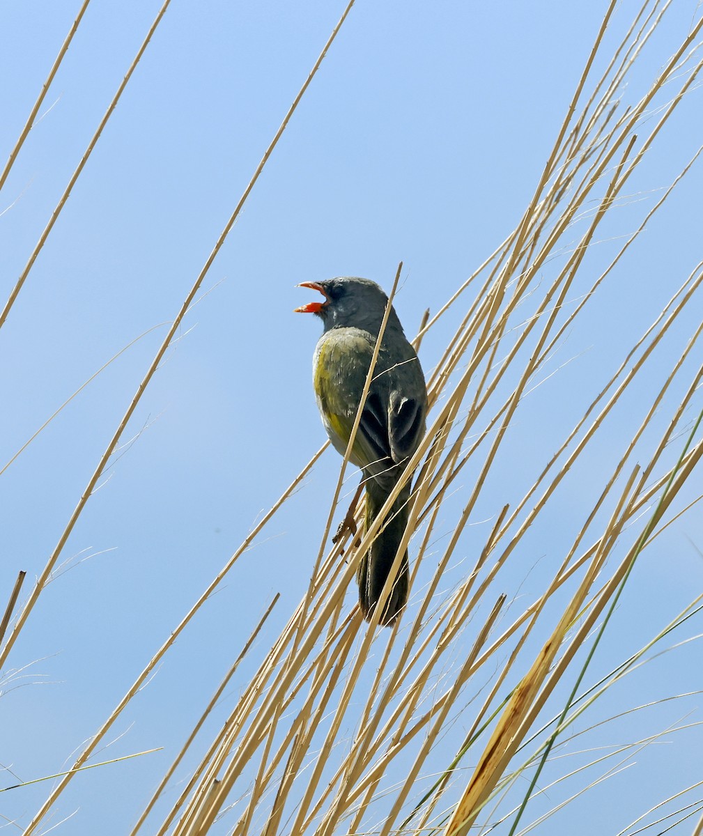 Great Pampa-Finch - ML651181981