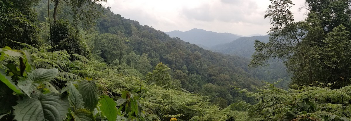 Animaux - ML651182193