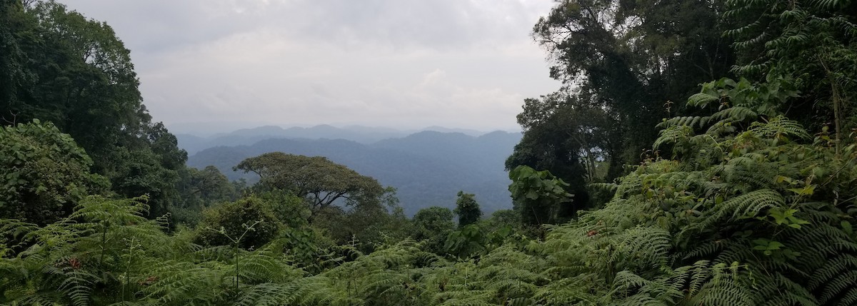 Animaux - ML651182194