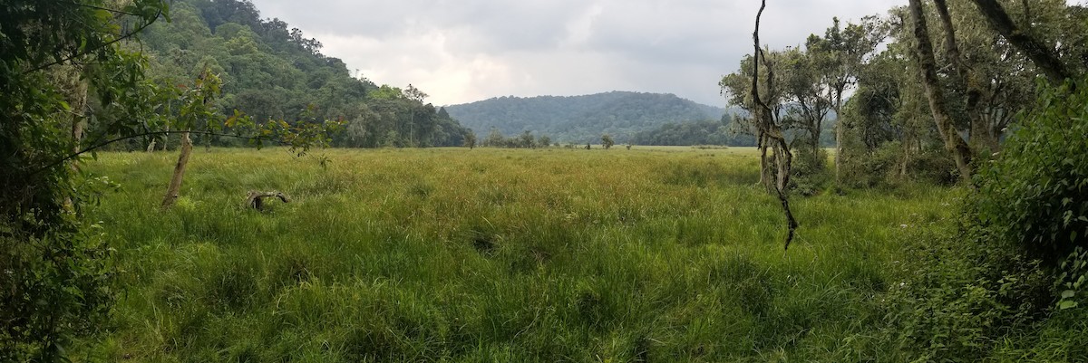 Animaux - ML651182195