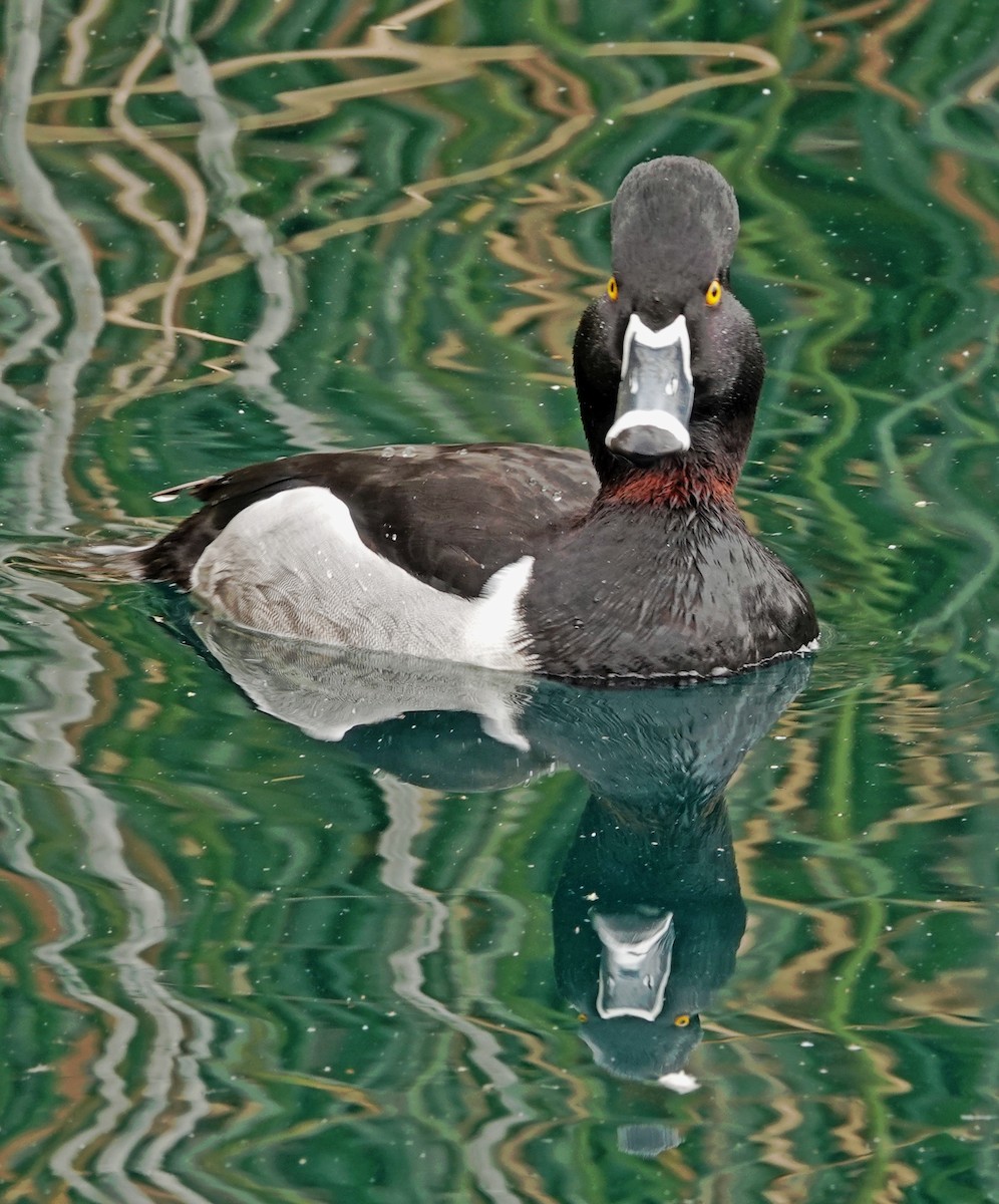 Ringschnabelente - ML651182225