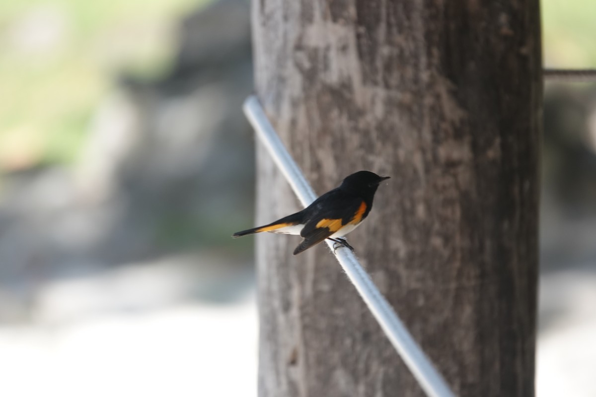 Горихвостковая древесница - ML651182291