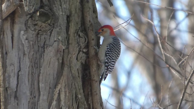 Red-bellied Woodpecker - ML651182361