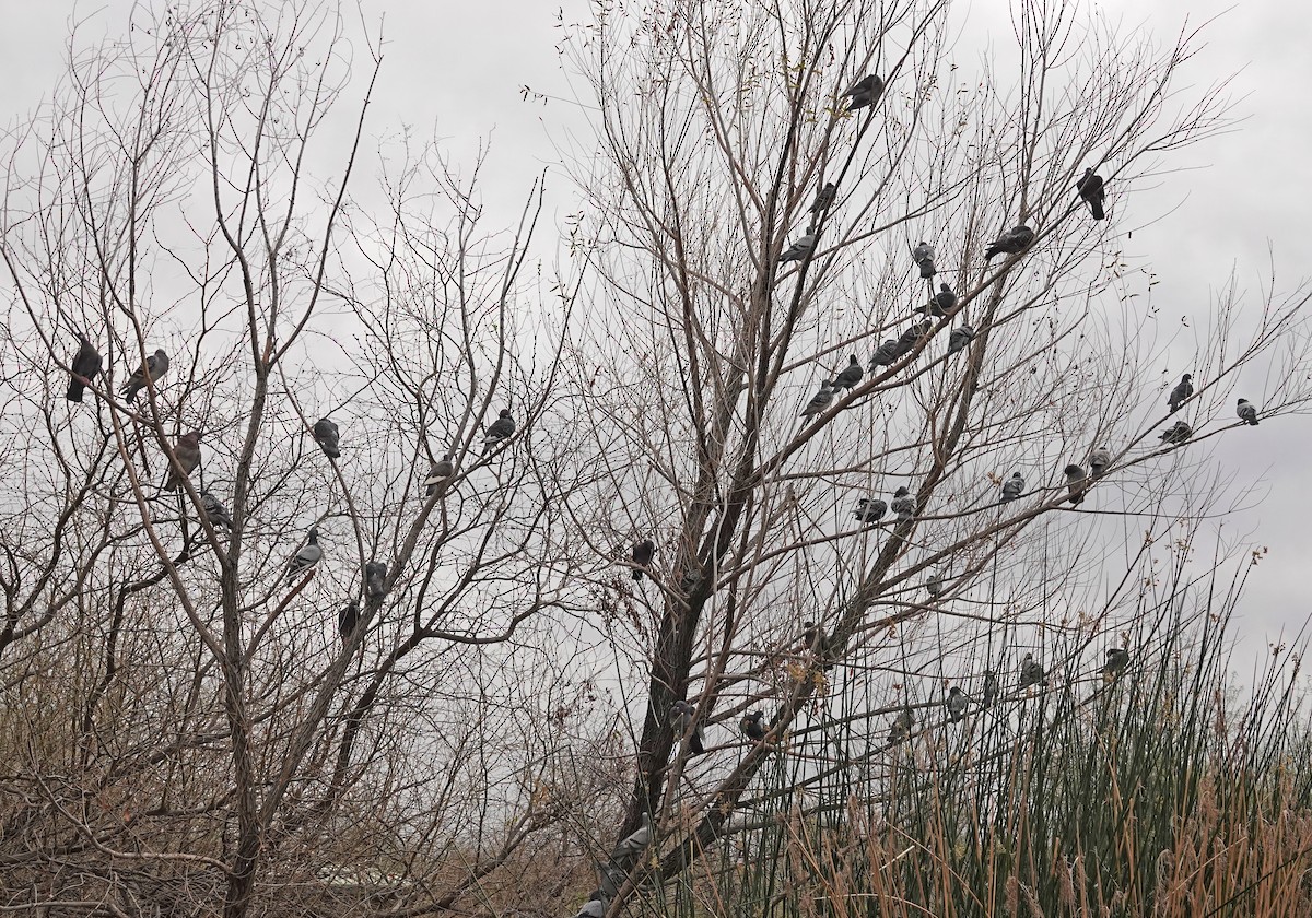 Felsentaube (Straßentaube) - ML651182561