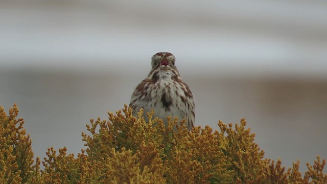 Song Sparrow - ML651182575