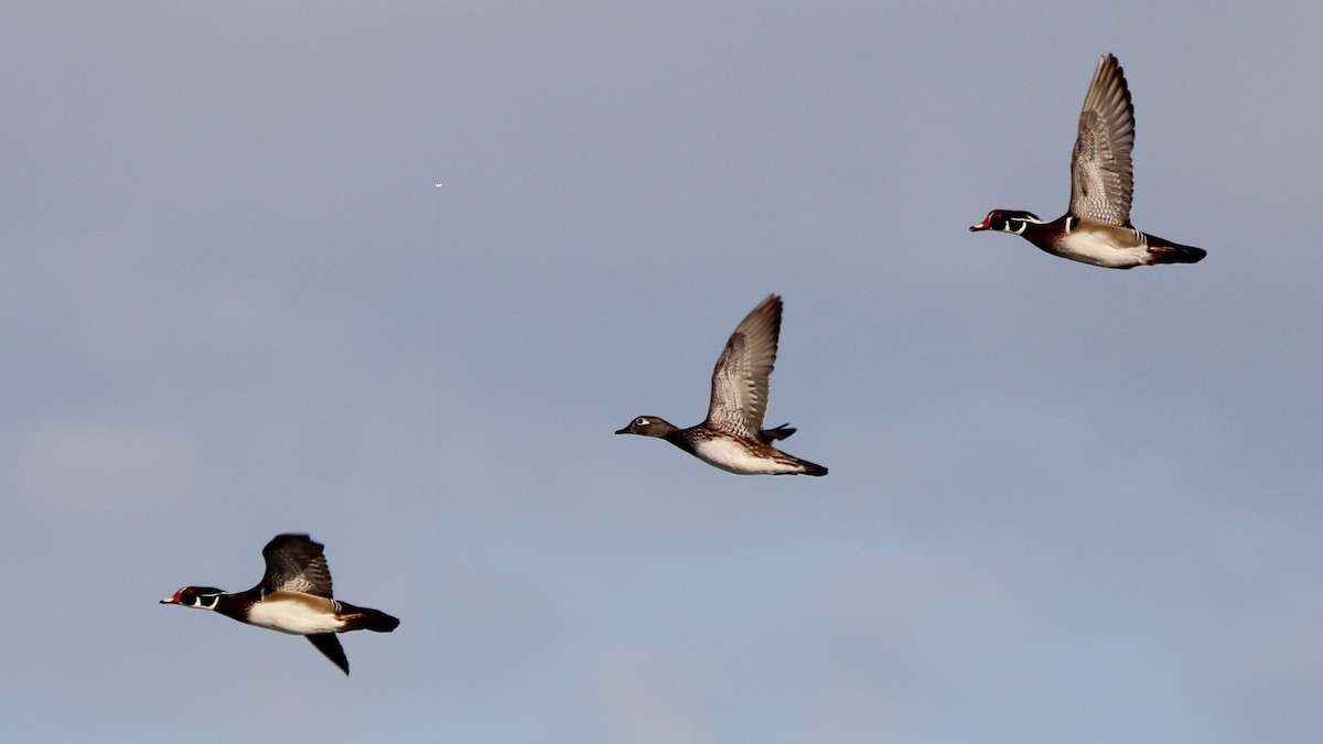Wood Duck - ML651182685