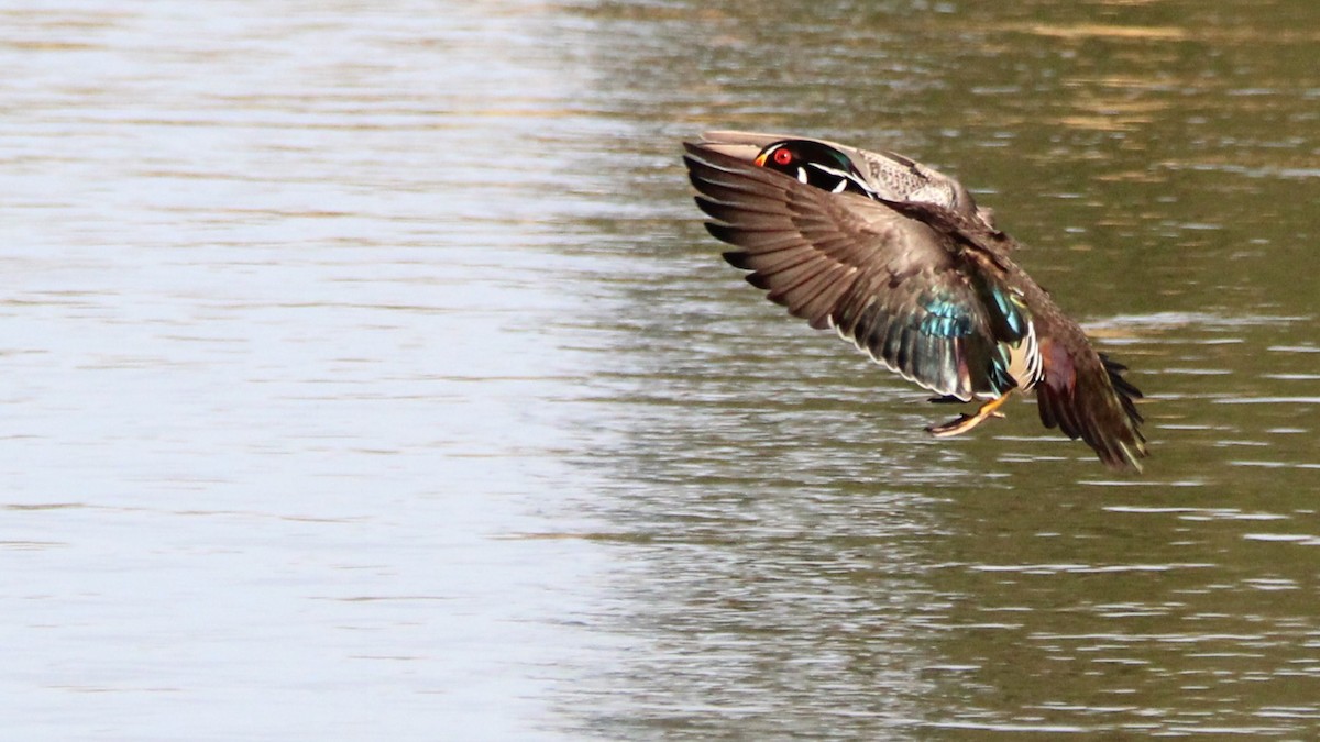 Wood Duck - ML651182686