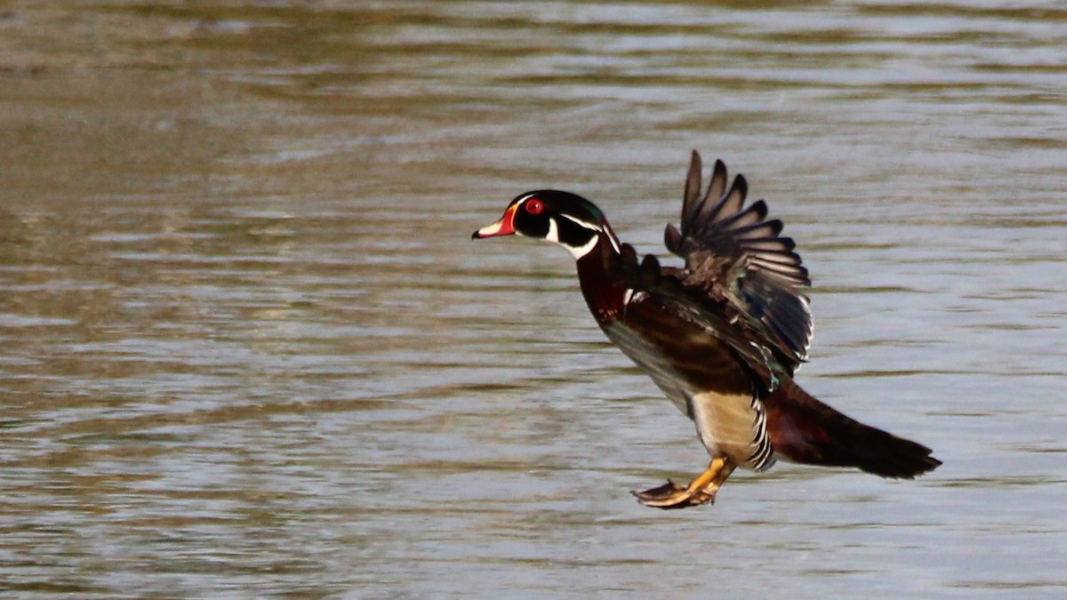 Wood Duck - ML651182687