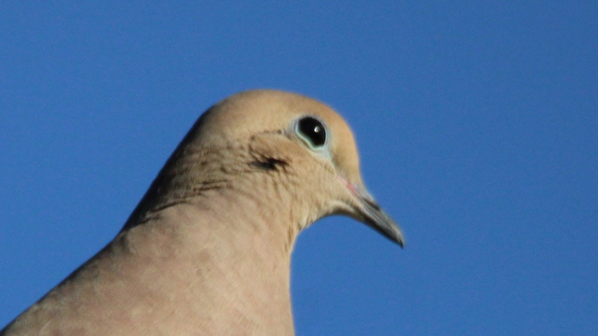 Mourning Dove - ML651182710