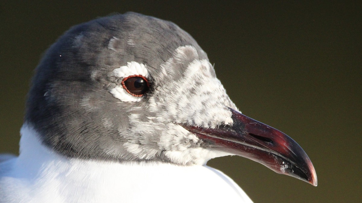 Laughing Gull - ML651182724