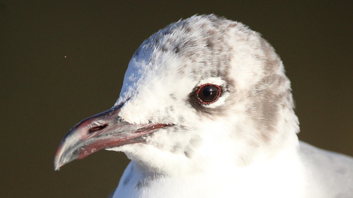 Laughing Gull - ML651182732
