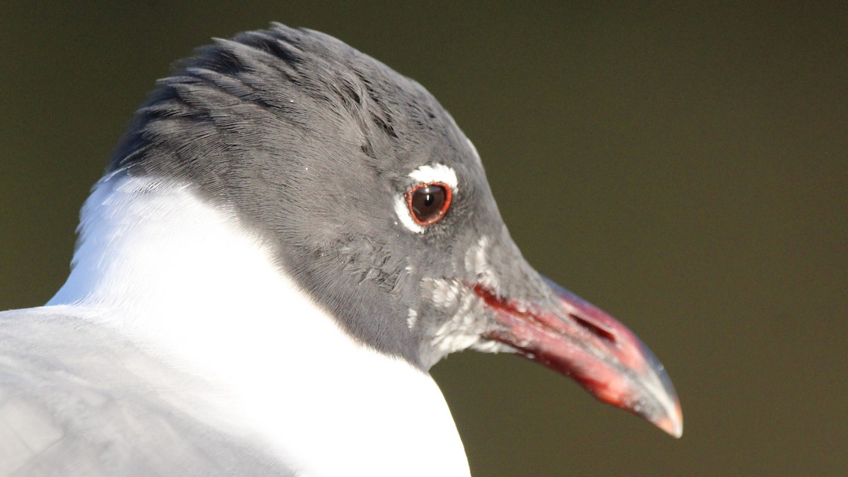 Laughing Gull - ML651182733