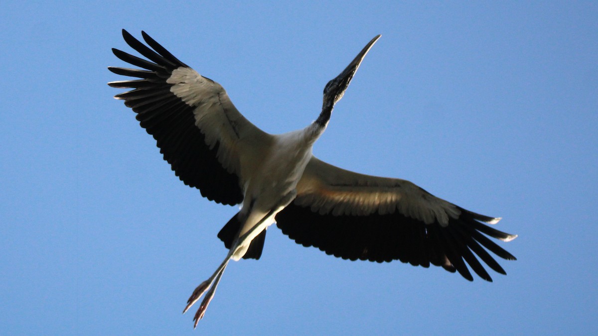 Wood Stork - ML651182742