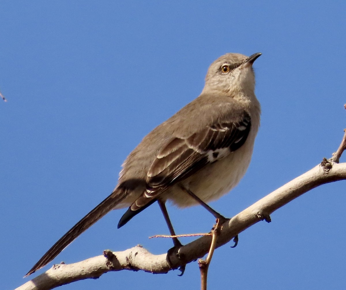 Gartenspottdrossel - ML651182794