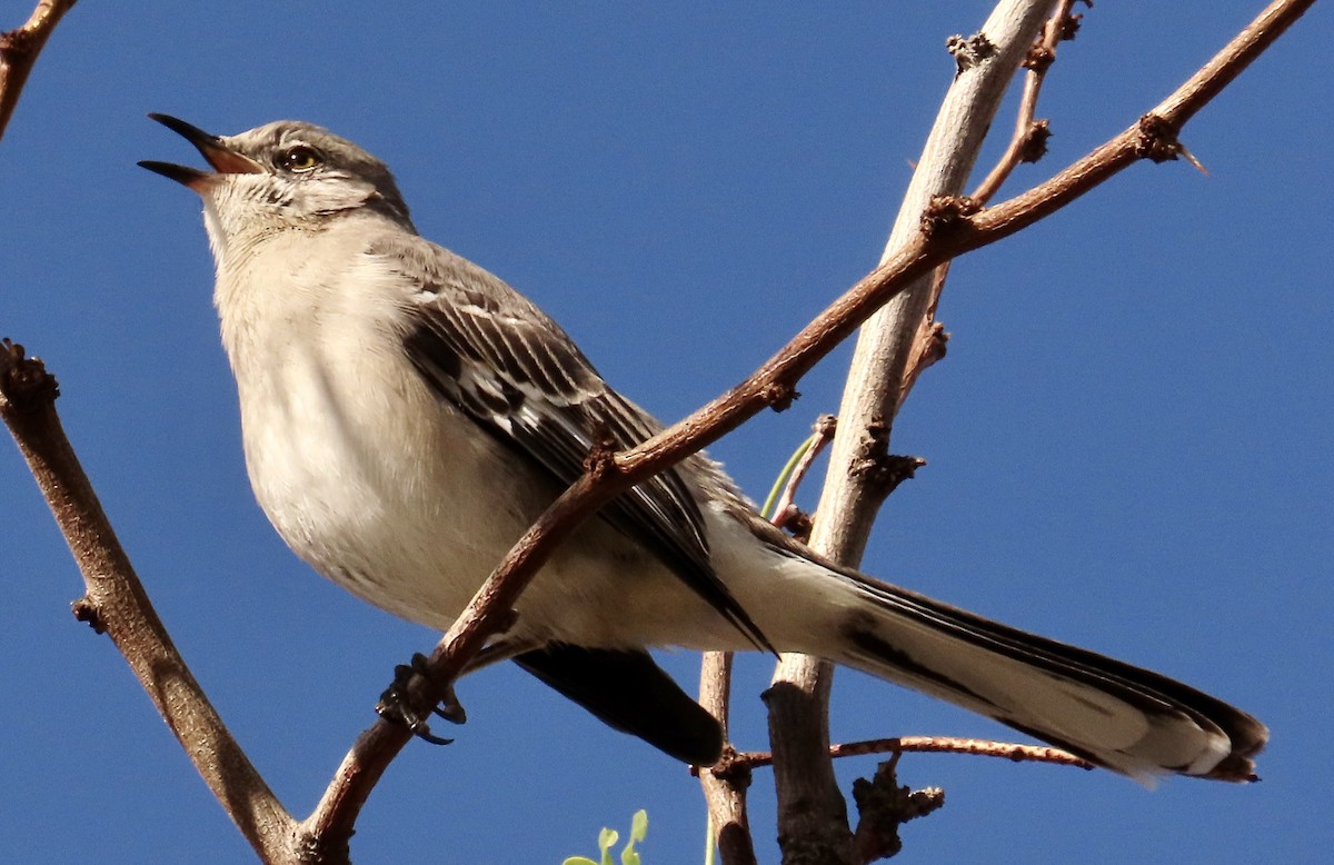 Gartenspottdrossel - ML651182935