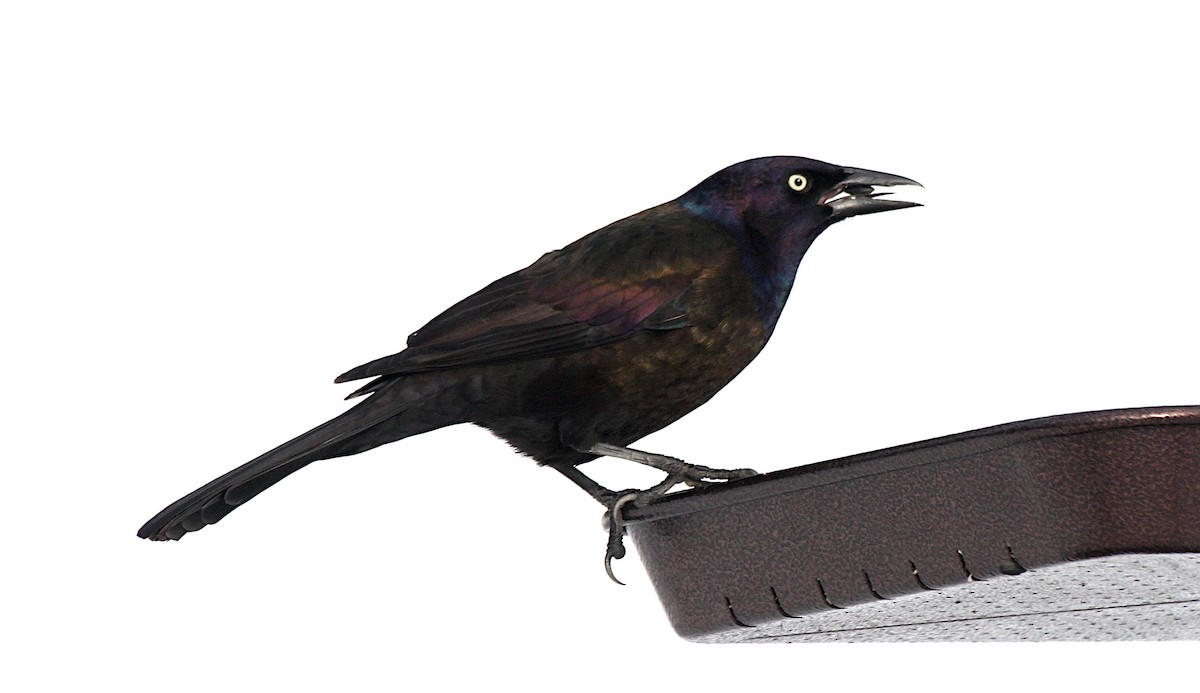 Common Grackle - ML651183039