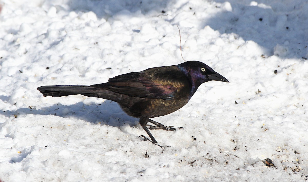 Common Grackle - ML651183040