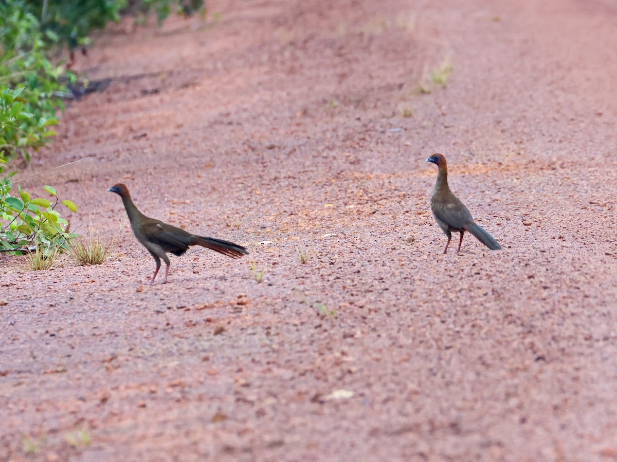 Chachalaca Guayanesa - ML651183071