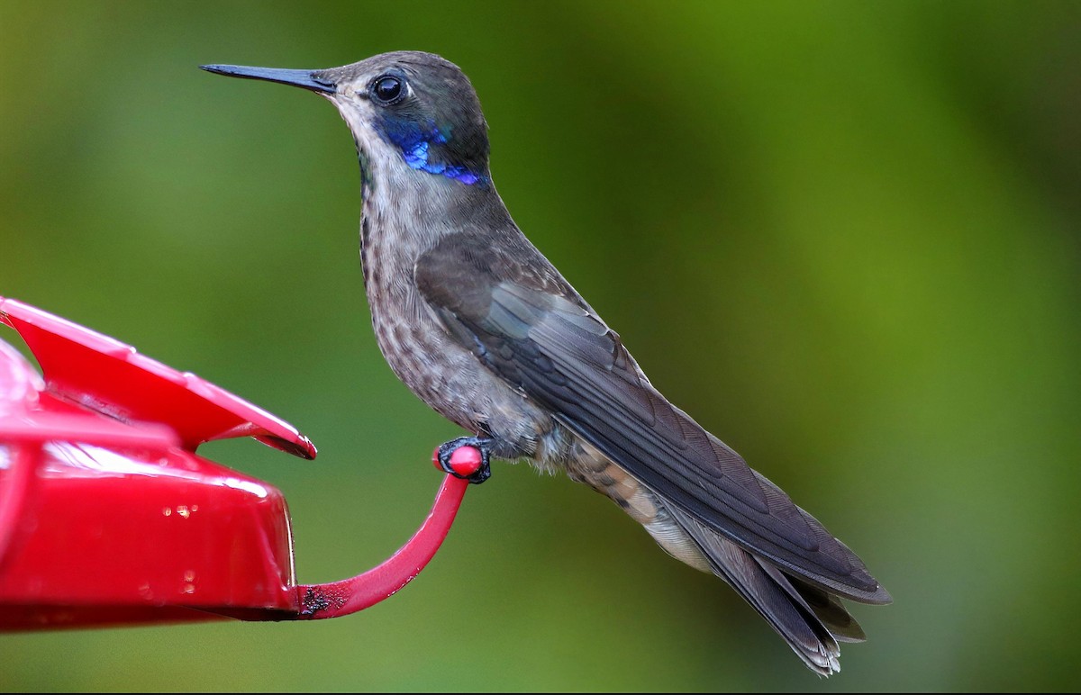 brunkolibri - ML651183268