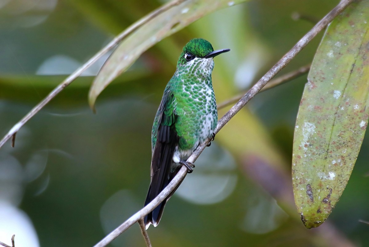 blåsmykkebriljant - ML651183295