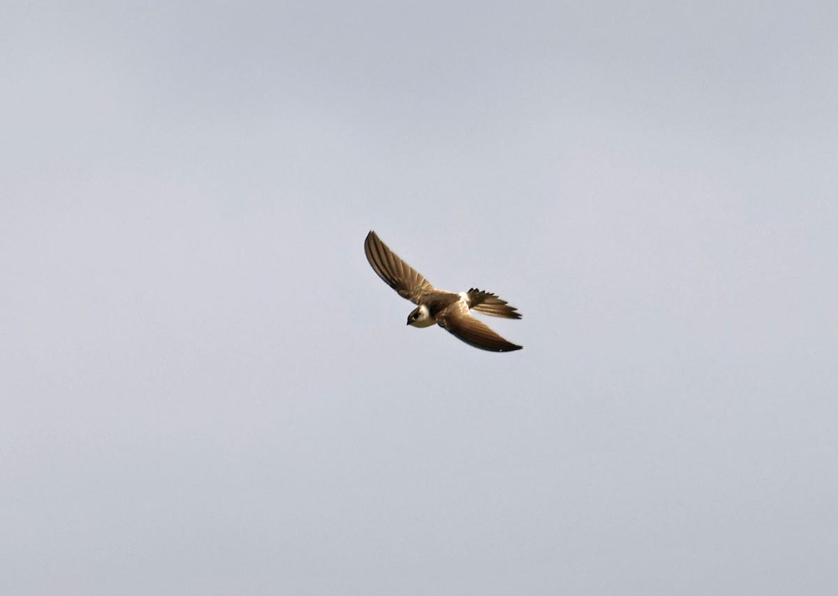 Andean Swift - ML651183526