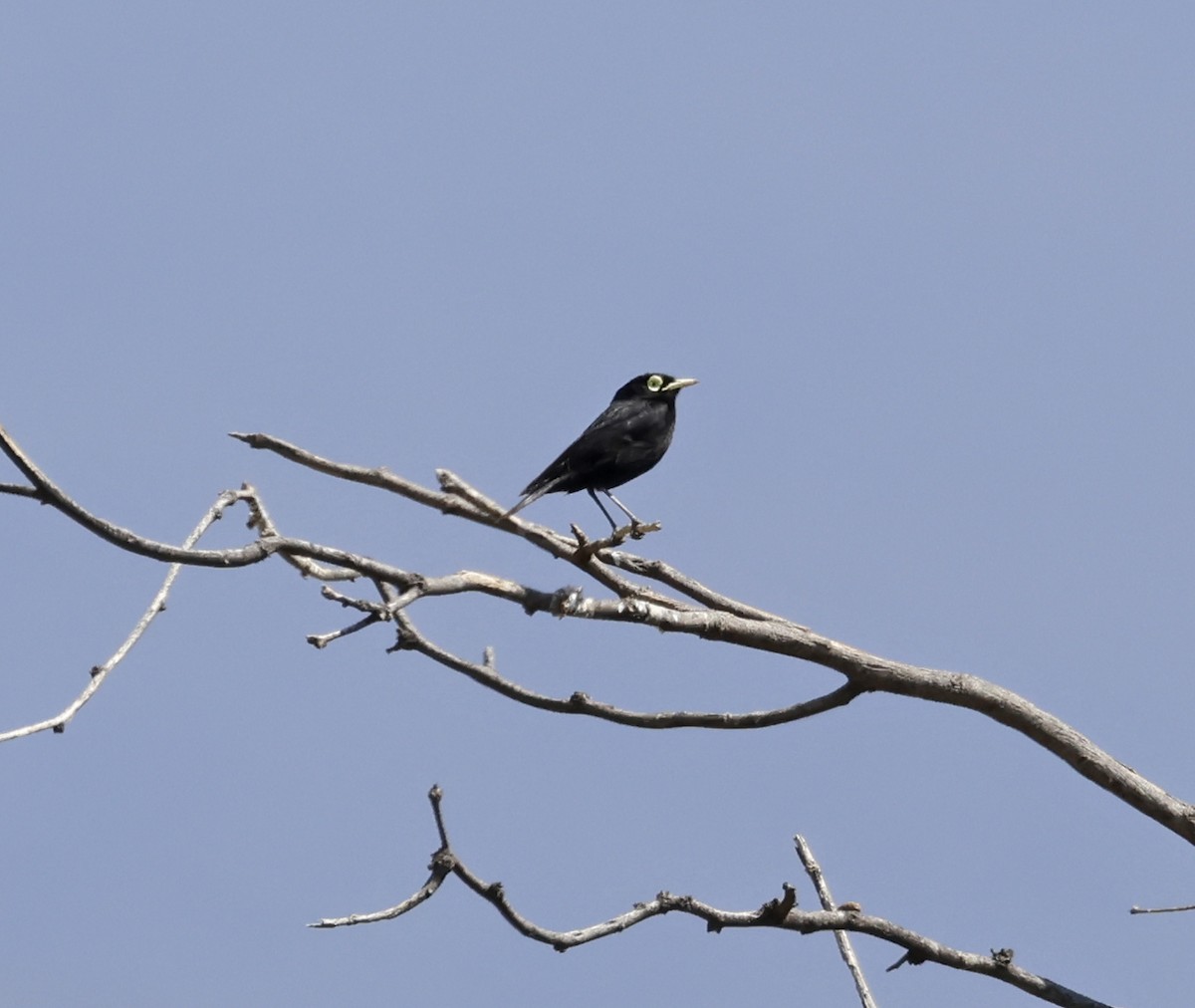 Spectacled Tyrant - ML651183548