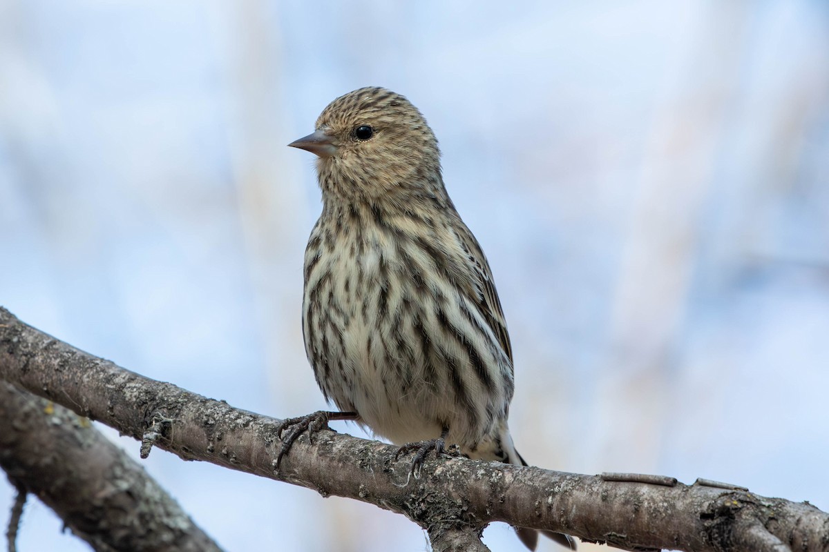 Tarin des pins - ML651183888