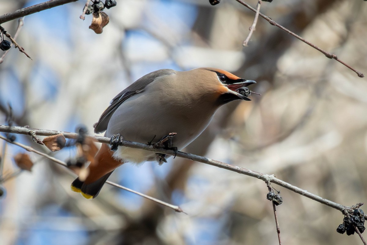 Jaseur boréal - ML651183894