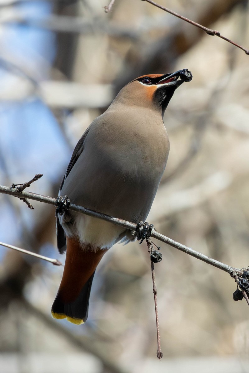 Jaseur boréal - ML651183895